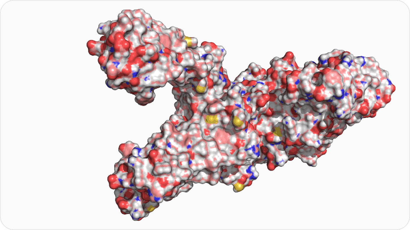 Surface representation of the TRPV1 binding pocket